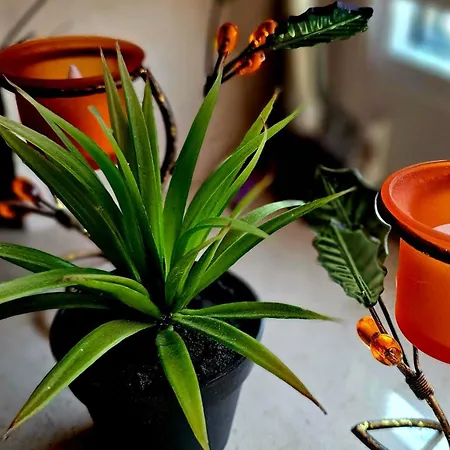 Daire Modern Trifft Antik Tann (Rhon)